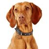 My Family | Hundetegn Vizsla