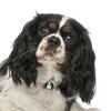 My Family |Hundetegn Cavalier King Charles Spaniel | Tricolor