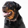My Family | Hundetegn Rottweiler