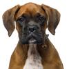 My Family | Hundetegn Boxer