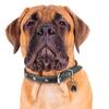 My Family | Hundetegn Bullmastiff