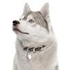 My Family | Hundetegn Siberian Husky