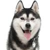 My Family | Hundetegn Siberian Husky