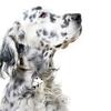 My Family | Hundetegn Engelsk Setter