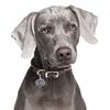 My Family | Hundetegn Weimaraner