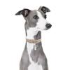 My Family | Hundetegn Whippet