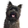 My Family | Hundetegn Cairn Terrier