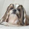Lainee Wrap elastik | Shih Tzu Neva