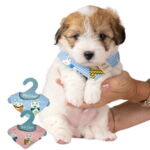 Hundetørklæde | Små hunde og hvalpe