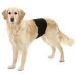 Gentleman Wraps | buks til hanhunde